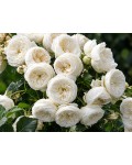 Rose Artemis